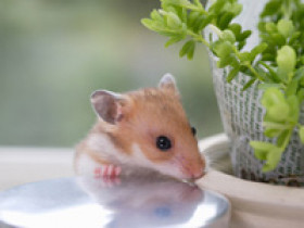 hamster-haltung