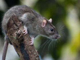 ratte-haltung