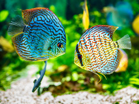 aquaristik