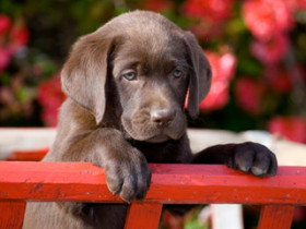 hunde