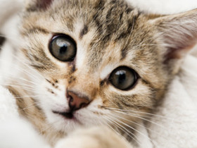 katzen
