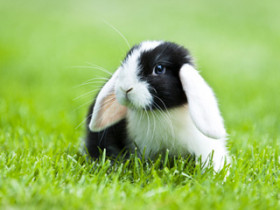 nagetiere