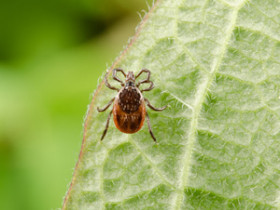 borreliose