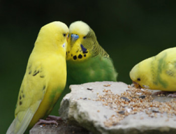 vogel-infektionen