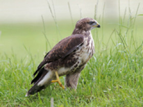 vogel-zecken
