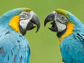 aspergillose-vogel
