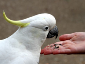 kropfentzuendung-vogel
