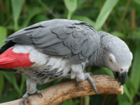 psittakose-vogel