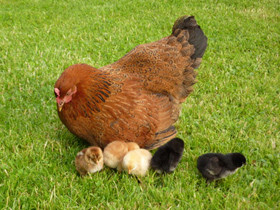 vogelgrippe-k