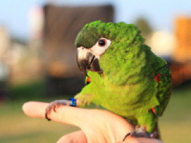 vogelpocken