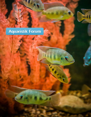 Aquaristik Forum