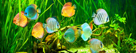 Aquarium Arten