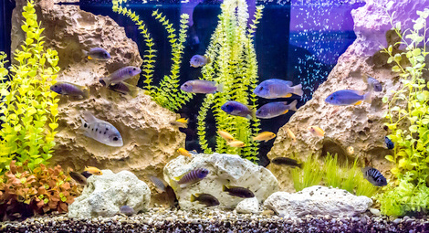 Fische im Aquarium