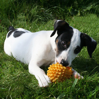 Hund mit Ball