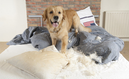 Hund im Bett