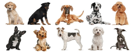 Rasse Hunde
