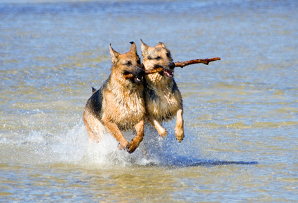 Ansteckende Leberentzündung Hund