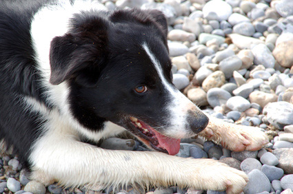 Hund am Steinstrand