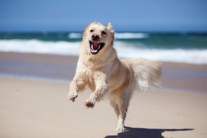 Hund läuft am Strand