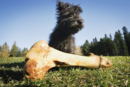 Hund mit Knochen