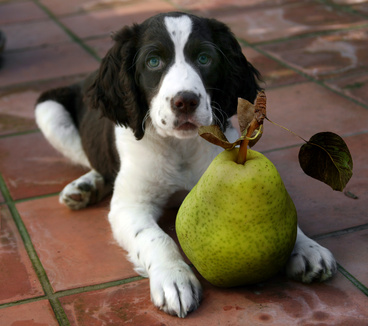 Hund mit Birne
