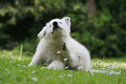 Hund juckt sich