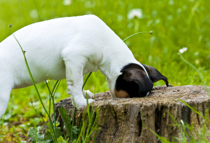 Parvovirose Hund