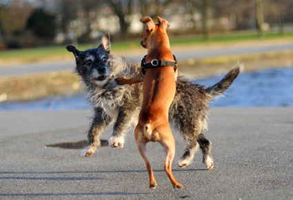 Tollwut Hund