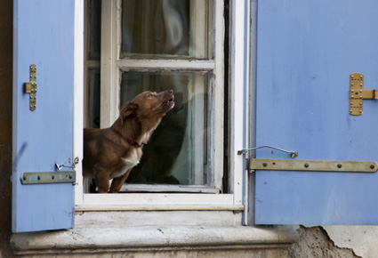 Zwingerhusten Hund
