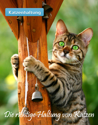 Katzenhaltung