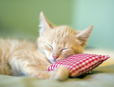 rotes Kätzchen schläft auf Kissen