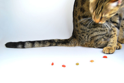 Katze mit Süßigkeiten