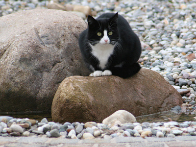 Katze sitzt auf einem Stein