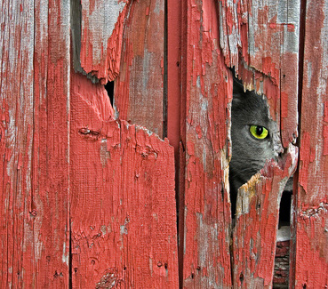 Katze schaut durch Loch im Holzzaun