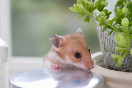 Hamster