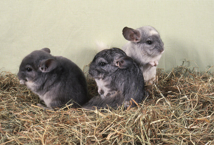 Chinchilla