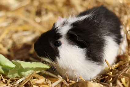 Meerschweinchen