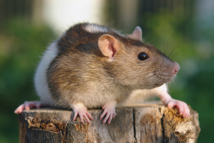 Ratte