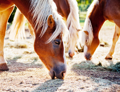 Pferd frisst