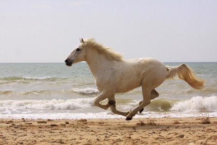 Pferd läuft am Strand
