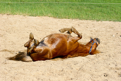 Pferd wälzt sich