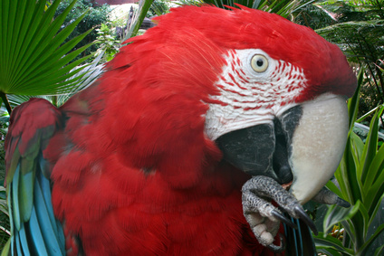 Papageienschnabel