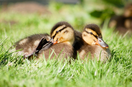 Zwei junge Enten