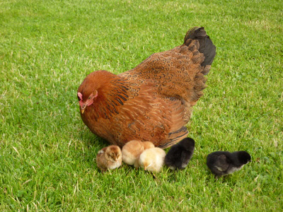 Huhn mit Kücken