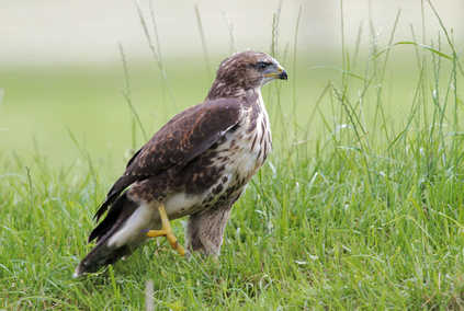 Mäusebussard auf einer Wiese