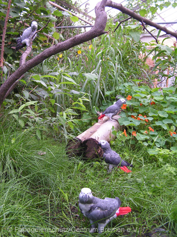 Papageien in Freiflughalle